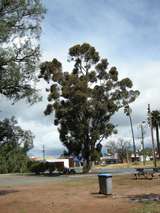201531: Swan Hill Tree near Railway Station