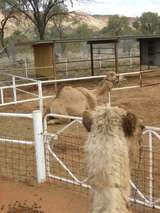 201569: Camel Ride off Ilparpa Road  Alice Springs Northern Territory