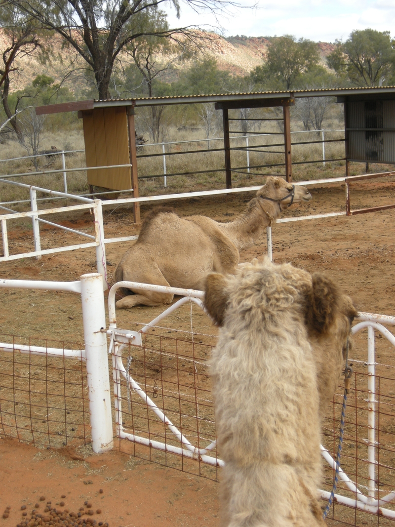 201569: Camel Ride off Ilparpa Road  Alice Springs Northern Territory