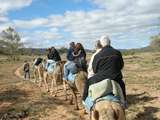 201574: Camel Ride off Ilparpa Road Alice Springs Northern Territory