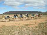 201575: Camel Ride off Ilparpa Road Alice Springs Northern Territory