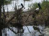 201601: Kakadu NP NT South Alligator River Yellowwater Billabong Jabiru