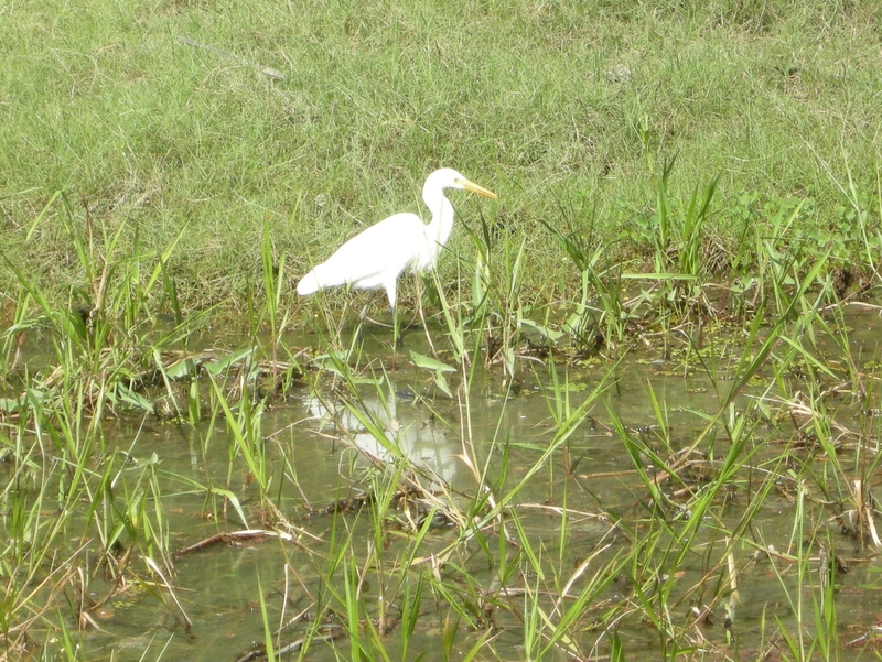 201606: Kakadu NP NT South Alligator River Yellowwater Billabong Egret