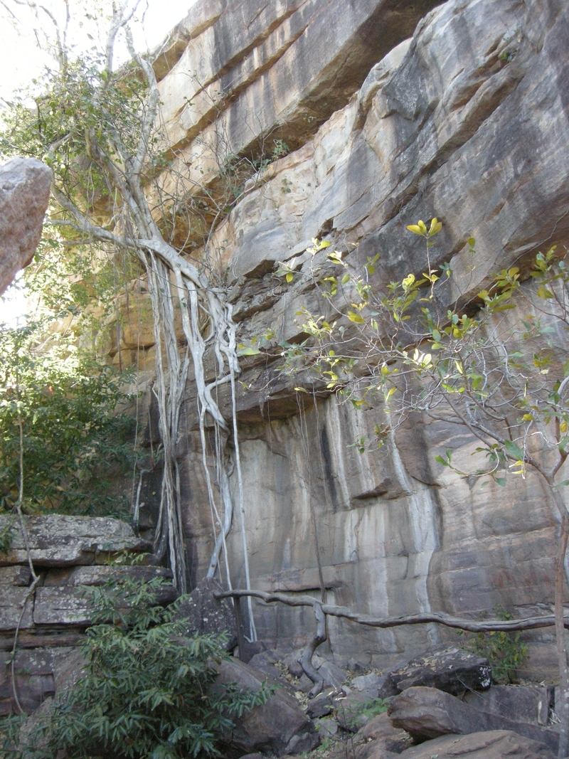 201618: Kakadu NP NT Ubirr Exposed tree roots on rock face