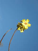 201623: Kakadu NP NT Ubirr Cochlospermum Fraseri Flower