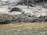 201626: East Alligator River NT Saltwater Crocodile