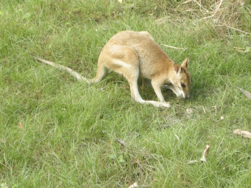 201638: Kakadu NP NT Mamukala Wetland Angeline Wallaby