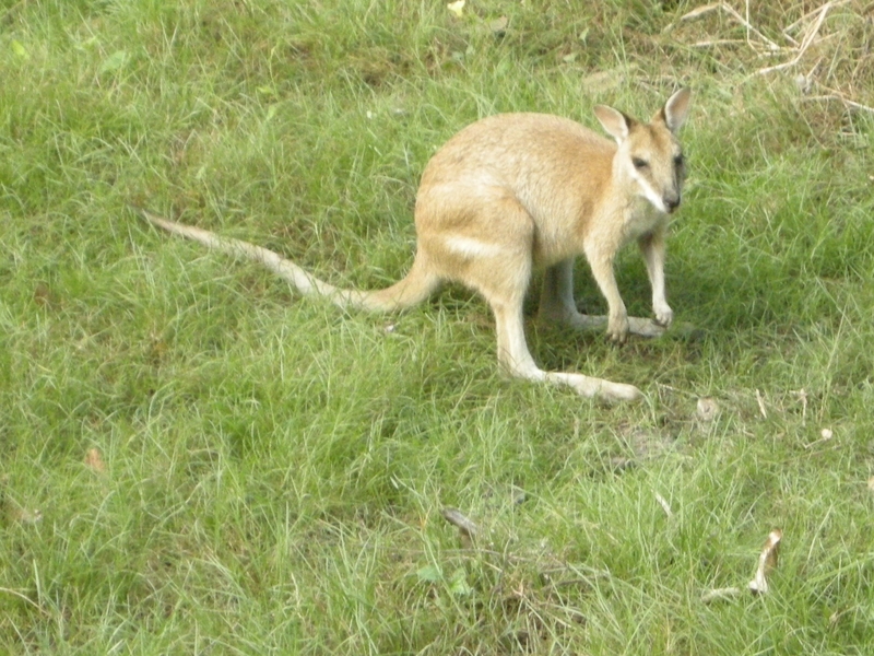 201639: Kakadu NP NT Mamukala Wetland Angeline Wallaby