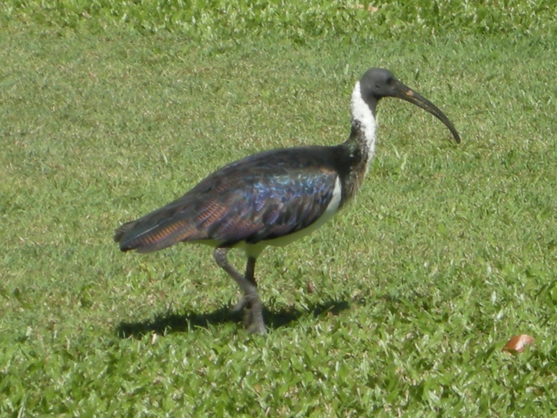 201642: Darwin Northern Territory Waterbird in Parliament House gardens