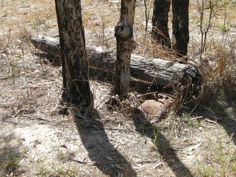 201644: Adelaide River Station precinct Wooden Overland Telegraph Pole (on ground),