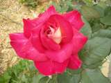 201659: Ferntree Gully Glengollan Village Unit 29A Rose in Weston's garden