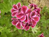 201660: Ferntree Gully Glengollan Village Unit 29A Pelargonium in Weston's garden