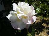 201661: Ferntree Gully Glengollan Village Unit 29A Rose in Weston's garden