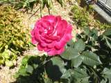 201662: Ferntree Gully Glengollan Village Unit 29A Rose in Weston's garden