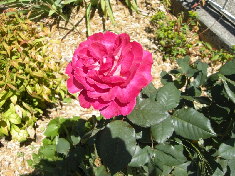 201662: Ferntree Gully Glengollan Village Unit 29A Rose in Weston's garden