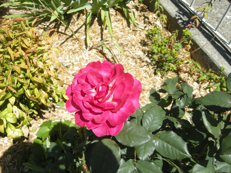 201663: Ferntree Gully Glengollan Village Unit 29A Rose in Weston's garden