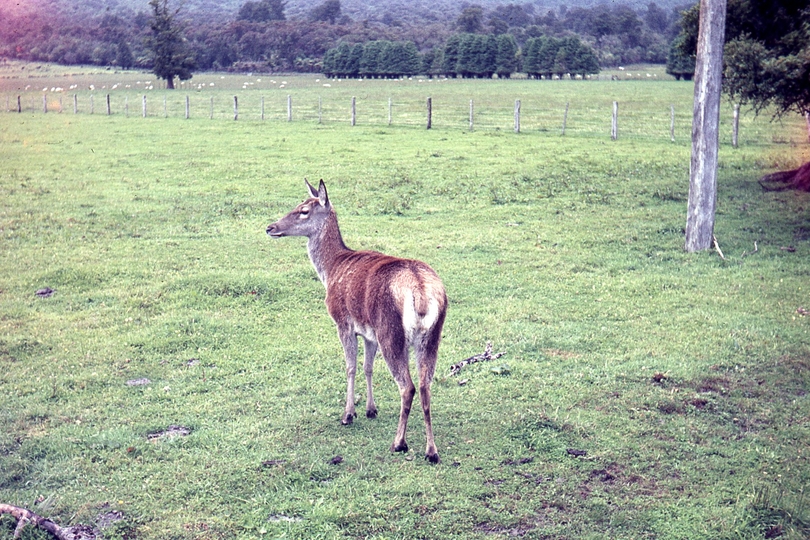 400043: Hari Hari (Evans Creek), Deer in paddock