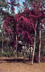 400128: Groote Eylandt NT Church Missionary Society Angurugu Mission Bouganvillia trees