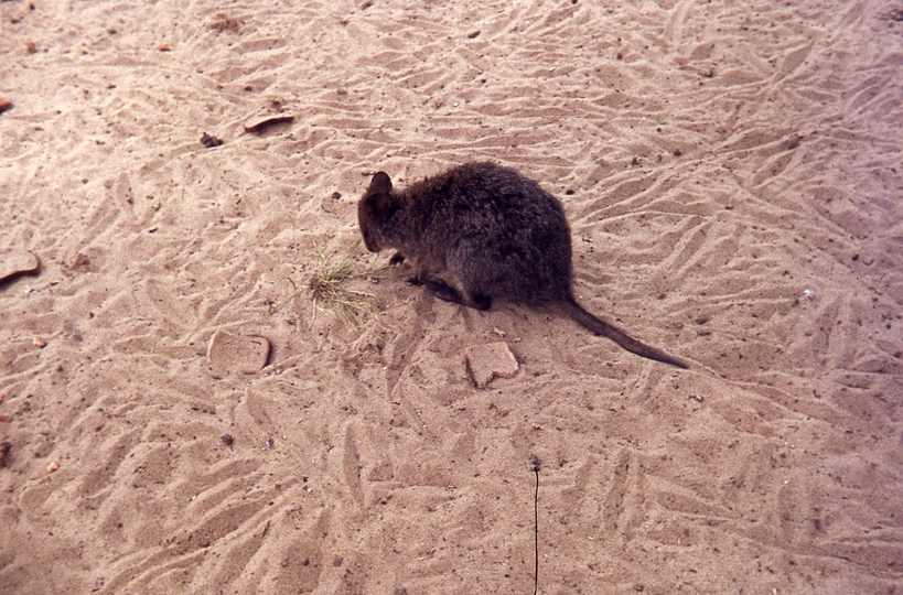 400144: Perth WA Zoo Quokka