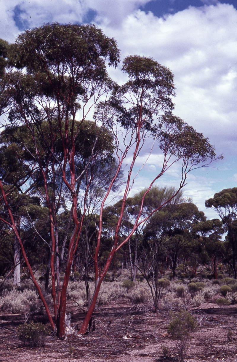 400184: Southern Cross WA Salmon Gums