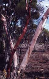 400185: Southern Cross WA Salmon Gums