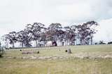 400235: Huntly Vic Scene with trees