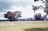 400236: Huntly Vic Scene with trees