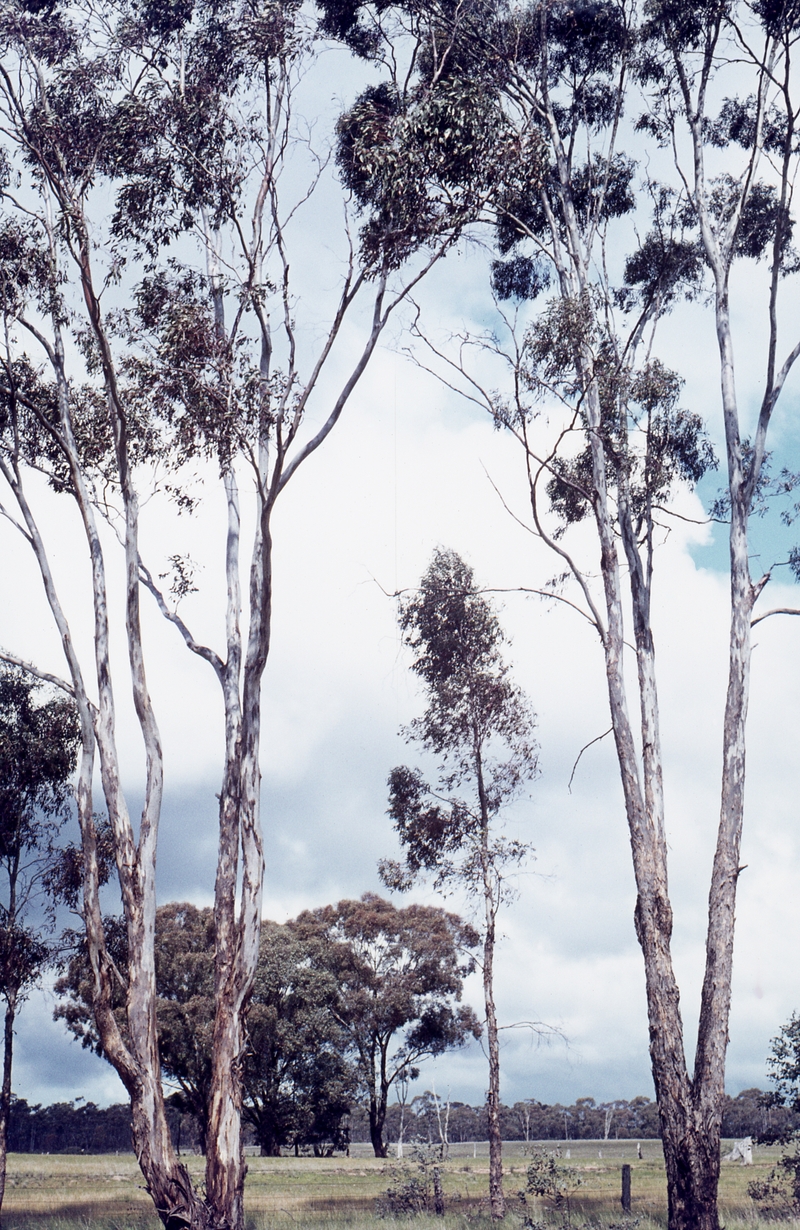 400238: Huntly Vic Scene with trees