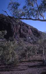 400254: Coppins Gap WA Trees on North side