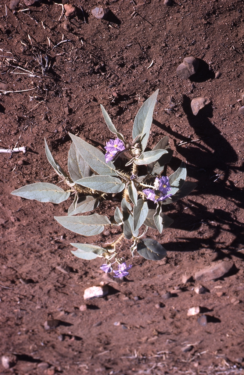 400258: Coppins Gap WA Wildflowers