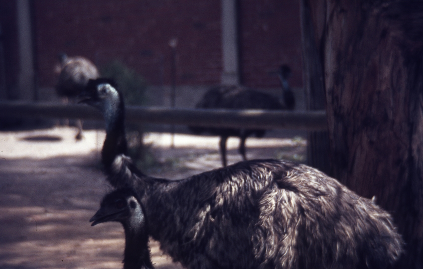 400304: Melbourne Victoria Zoo Emus