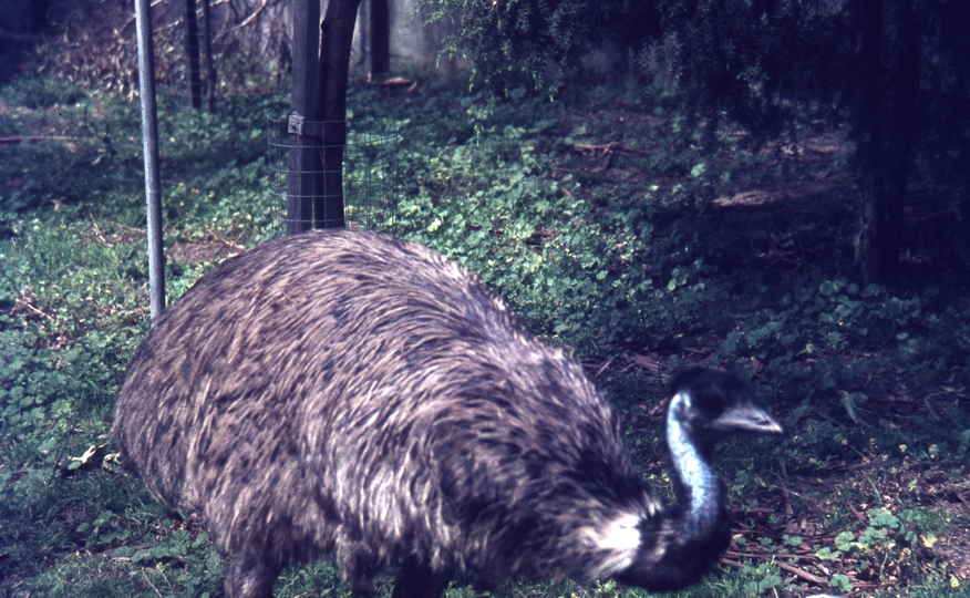 400307: Melbourne Victoria Zoo Emus