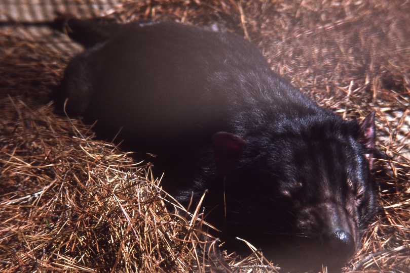 400319: Woodville Tasmania Zoo Tasmanian Devil