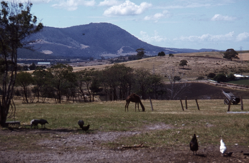 400321: Woodville Tasmania Zoo Scene including Camel