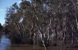 400406: Goulburn Victoria Goulburn River in flood viewed from train on railway bridge