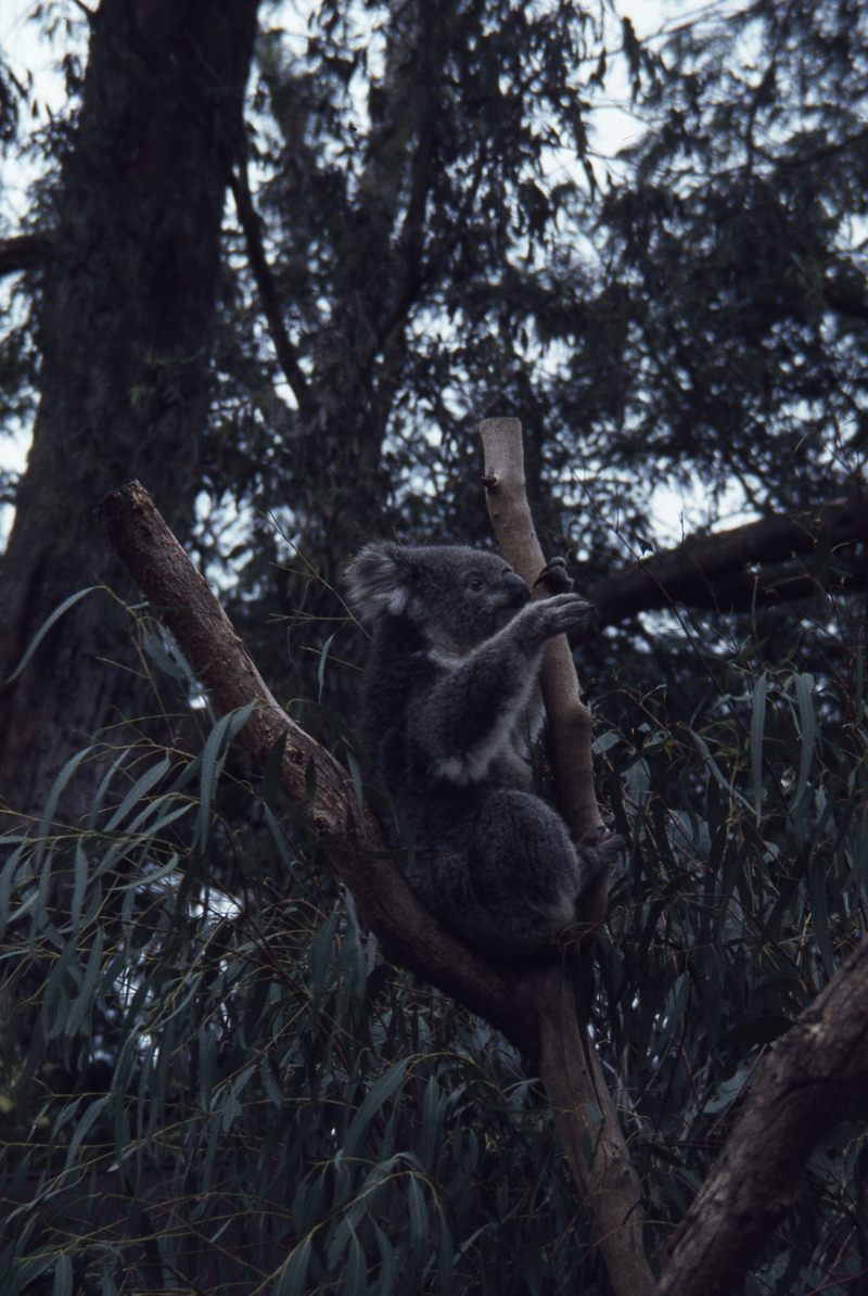 400428: Healesville Victoria Koala in sanctuary