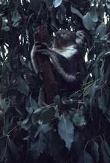 400430: Healesville victoria Koala in sanctuary  (2),
