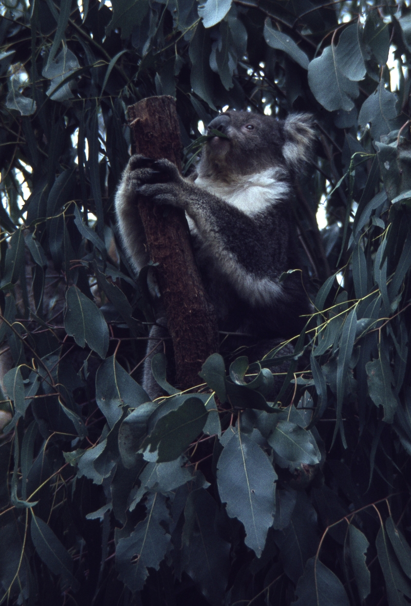 400430: Healesville victoria Koala in sanctuary  (2),