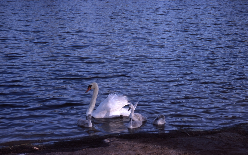 400486: Northam Western Australia White swan and signets on Avon River