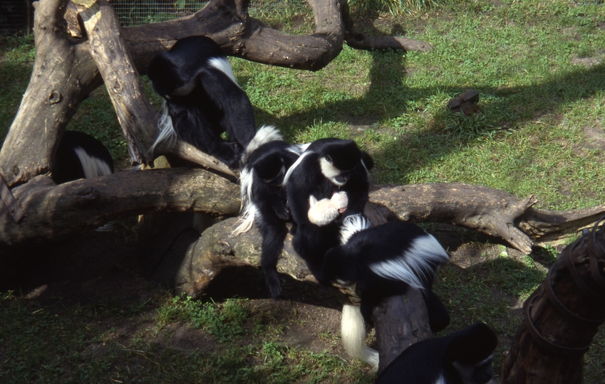 400498: Melbourne Victoria Zoo Abyssinian White Colobus including young