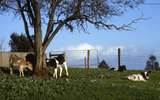 400499: Ripplebrook Victoria Calves at 'Willowvale'