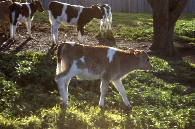 400502: Ripplebrook Victoria Calf 903 at 'Willowvale'