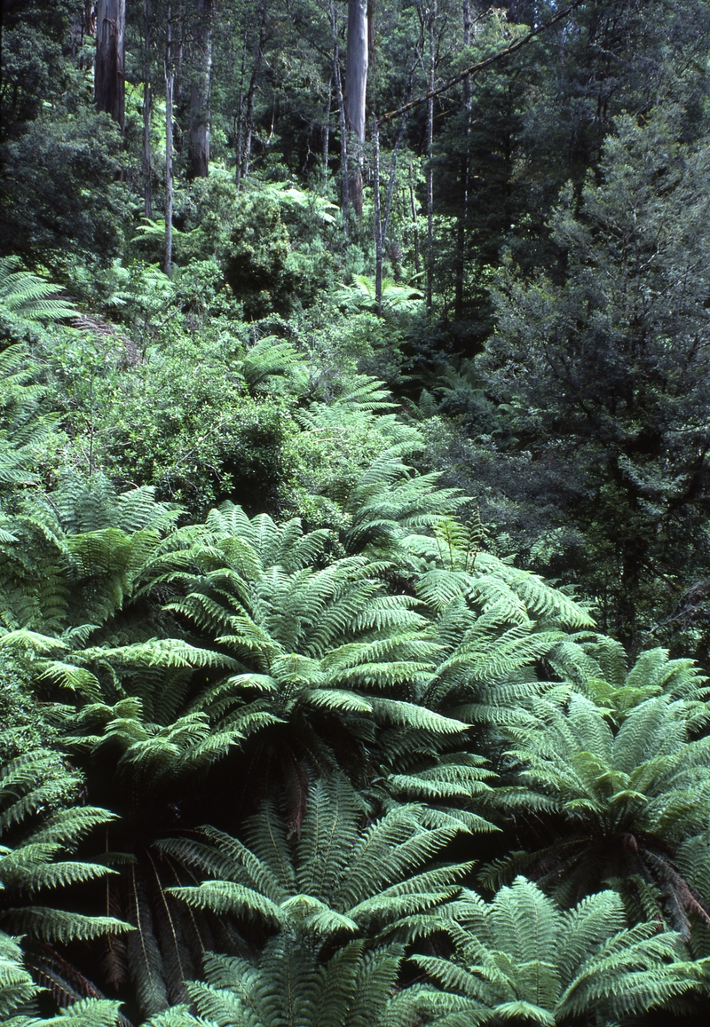 400506: Bulga National Park Victoria Treeferns