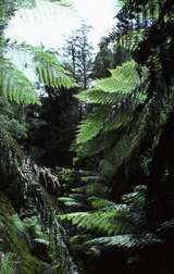 400507: Bulga National Park Treeferns