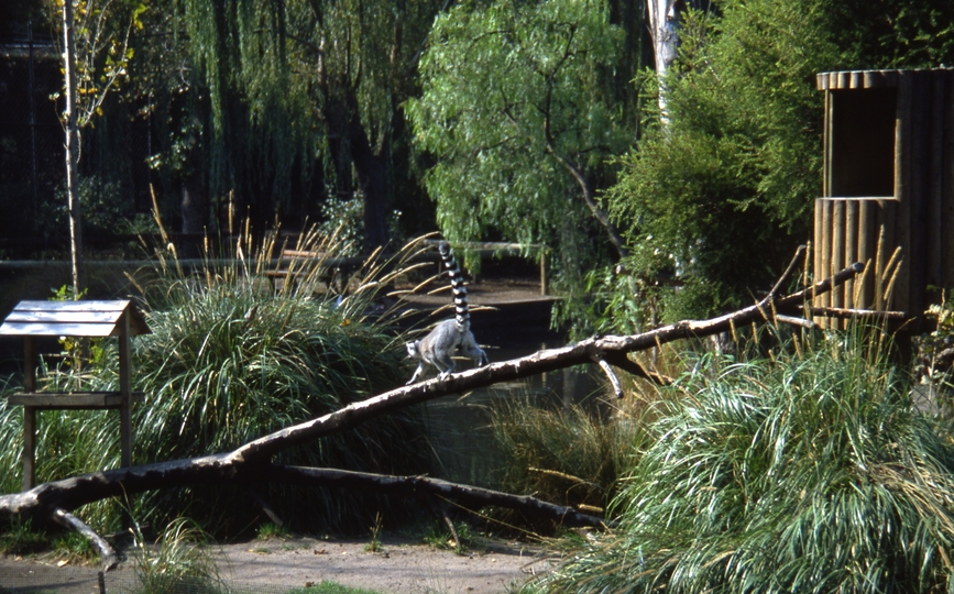 400520: Melbourne Victoria Zoo