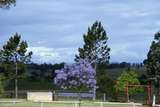 400524: Drayton's Winery Hunter Valley NSW Scene including Jacaranda Tree