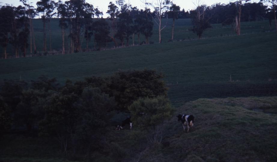 400553: Ripplebrook Victoria 'Willowvale' Cow and newborm calf