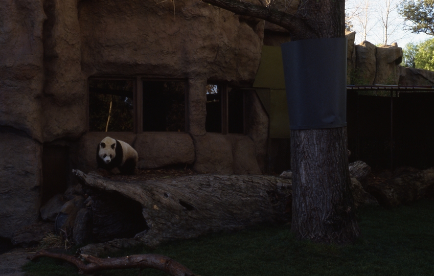 400565: Melbourne Victoria Giant Panda Bicentenniel display from China