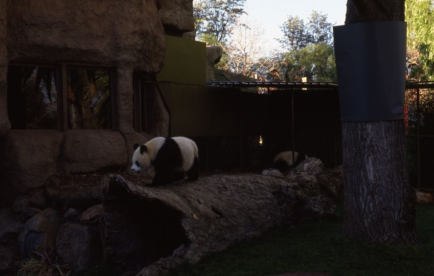 400568: Melbourne Victoria Zoo Giant Pandas Bicentenniel display from China