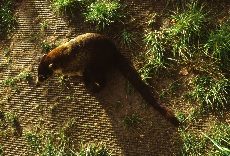 400579: Melbourne Victoria Zoo Coati